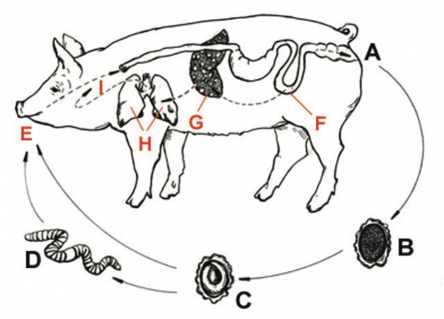 Ascaris Des Porcins Agripedia 8191